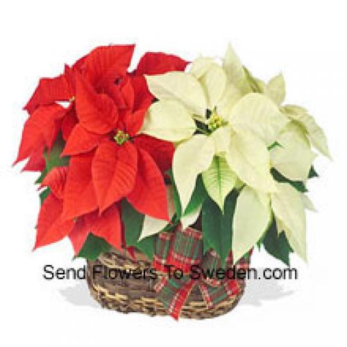 Beautiful Red and White Poinsettias in Basket